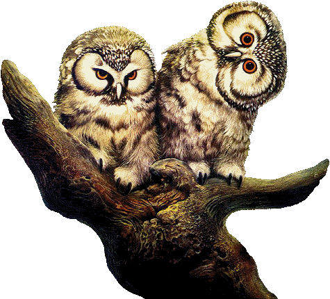 owls3333animatedowls.gif